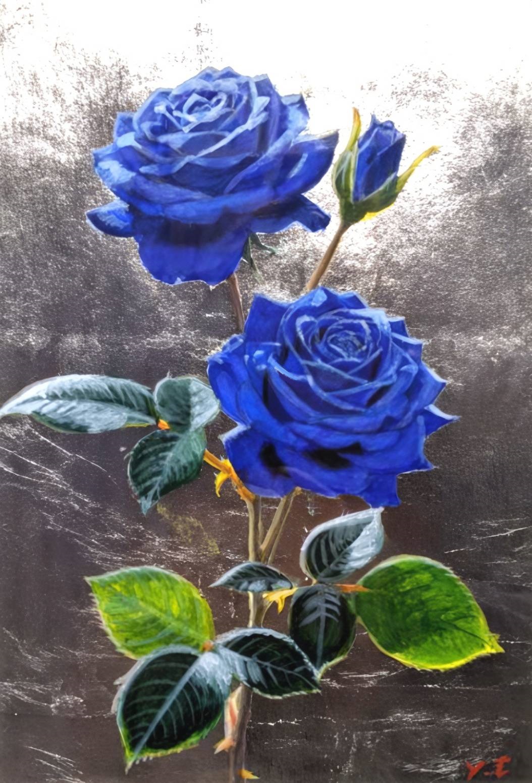 青薔薇